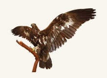 Беркут (Aquila chrysaetos L)