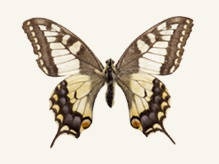 Бабочка Махаон (Papilio mahaon L.)