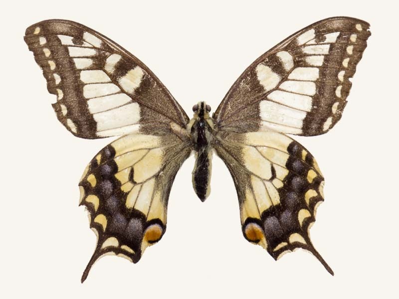 Бабочка махаон ( фото) - фото - картинки и рисунки: скачать бесплатно