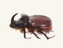 Жук-носорог (Oryctes nasicornis L.) (Отряд жесткокрылые или жуки – Coleoptera.)