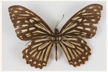 Хилаза клития (Chilasa clytia или Papilio clytia)