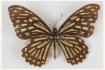 Хилаза клития (Chilasa clytia или Papilio clytia)