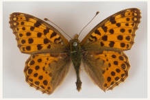 Перламутровка полевая (Issoria lathonia L.) (Латона) (Отряд Чешуекрылые - Lepidoptera, семейство Нимфалиды или многоцветницы - Nymphalidae)