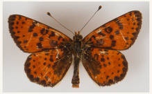 Шашечница красная, самец (Melitaea didyma) (Дидима) (Отряд Чешуекрылые - Lepidoptera, семейство Нимфалиды - Nymphalidae, род Шашечницы - Melitaea)