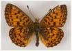 Перламутровка Селена (Boloria selene) (Селена) (Отряд Чешуекрылые - Lepidoptera, семейство Нимфалиды или многоцветницы - Nymphalidae, род Болории - Boloria)