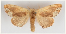 Кленовая хохлатка (Lophopteryx cuculla Esp. или Ptilodontella cucullina Den. et Schiff) (Отряд Чешуекрылые - Lepidoptera, семейство Хохлатки – Notodontidae, род – Lophopteryx.)