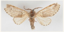 Гарпия тополевая самец (Furcula bifida (Brahm, 1787)) (Отряд Чешуекрылые - Lepidoptera, семейство Хохлатки – Notodontidae, род Гарпии – Furcula и Cerura.)